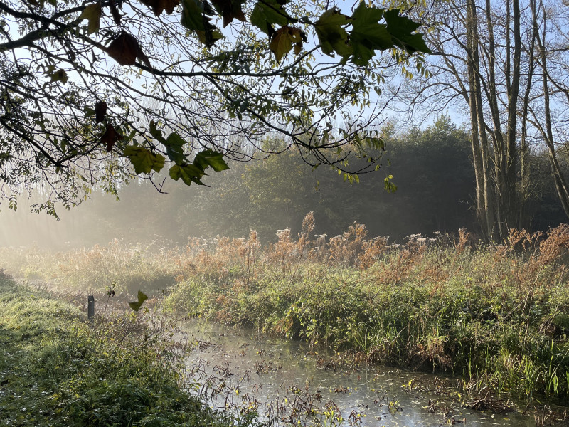 Herfst Bosbad | Ont-moet jezelf - Nature, Forest Bathing - Shinrin Yoku, Hiking