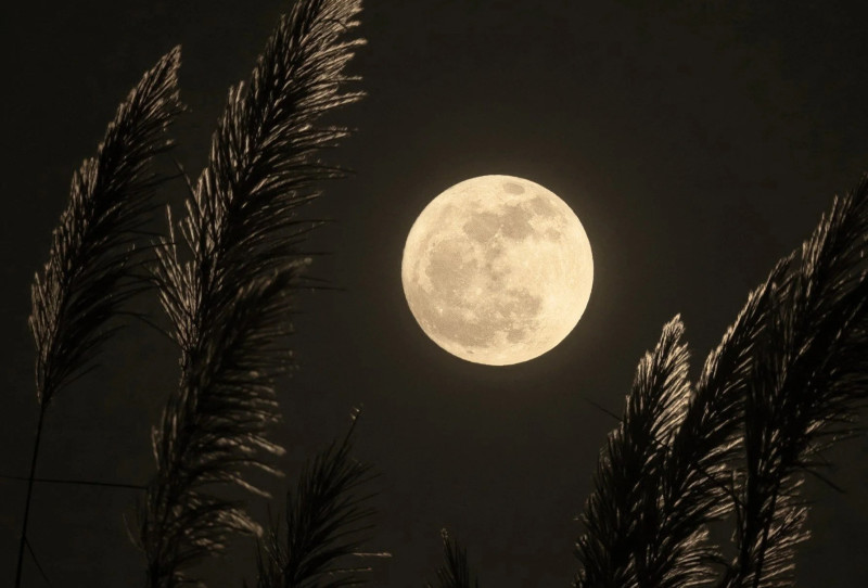 Volle Maan Cirkel & Cacaoceremonie - Full Moon, Ritual, Plant Medicine