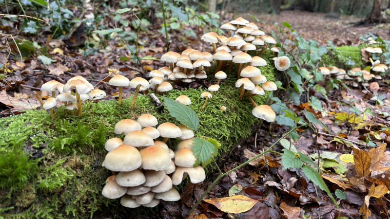 Herfst Bosbad (Shinrin Yoku) - De Taal van het Bos