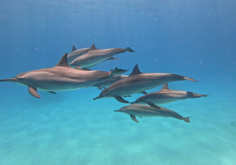 Dolphin eco tour Safari