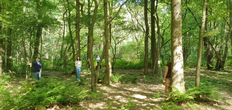 De lente in volle kracht bosbad
