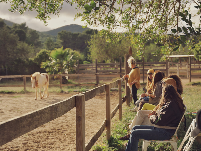 Equine assisted Family constellation group workshop