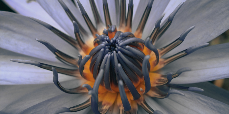 𝗕𝗟𝗨𝗘 𝗟𝗢𝗧𝗨𝗦 𝗖𝗘𝗥𝗘𝗠𝗢𝗡𝗬: AWAKEN YOUR INNER VISION - Médecine des plantes, Lotus bleu, Méditation