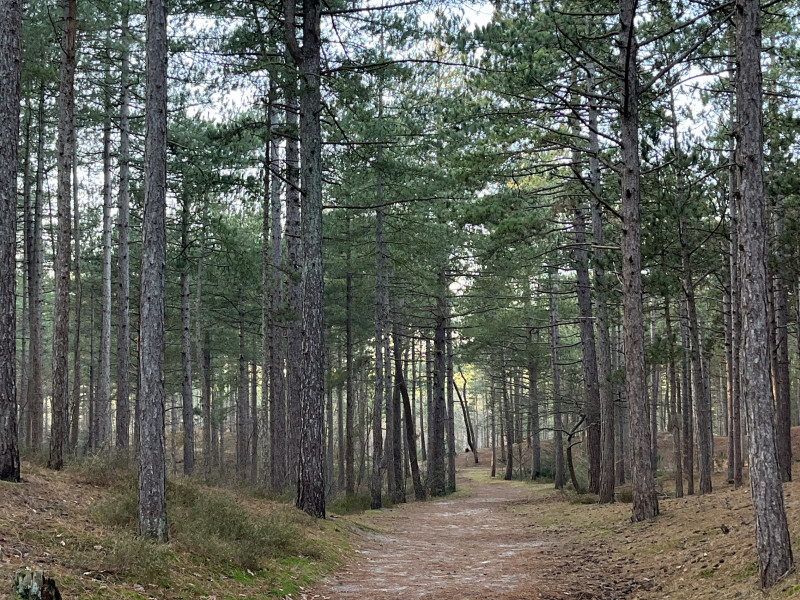 Shinrin-Yoku wandeling