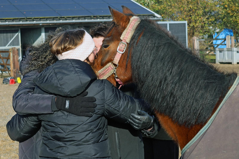 Multidimensionale opstelling met paarden / nabij Breda VOL
