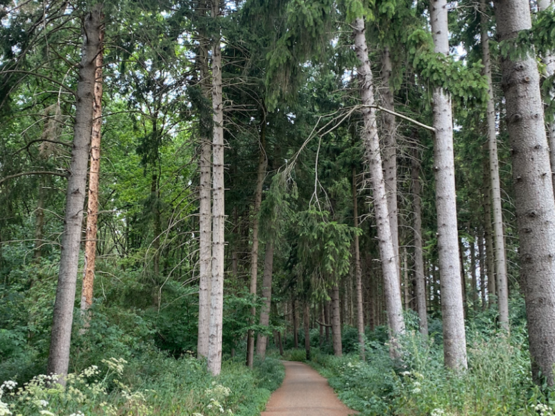 Herfstbosbad | Vertragen met The Herbal Senses Method 🍂