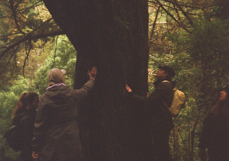1-Daagse Training Bomen & Land Spirit Communicatie