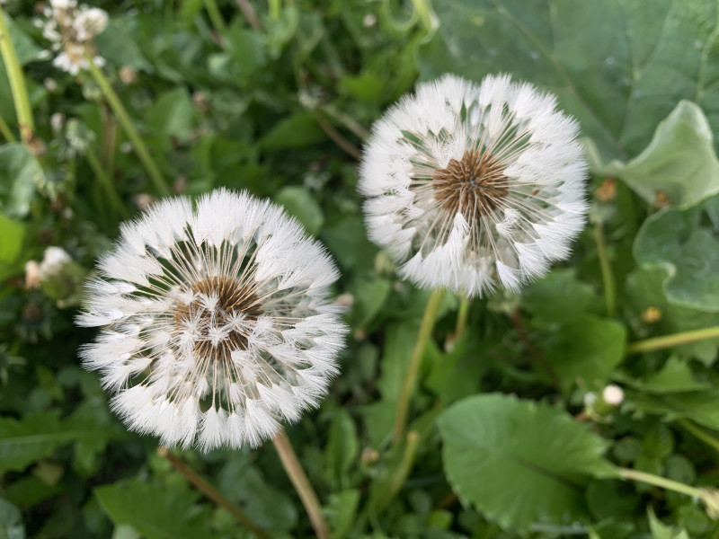 Shinrin Yoku (bosbaden) lente - Beltane - volle maan