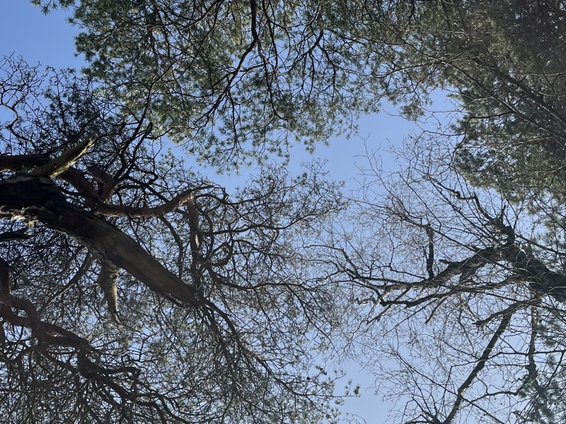 Familie opstelling dag in de BOSSEN 🌳 - Familieopstellingen, Systemisch werk, Bewustzijnsontwikkeling