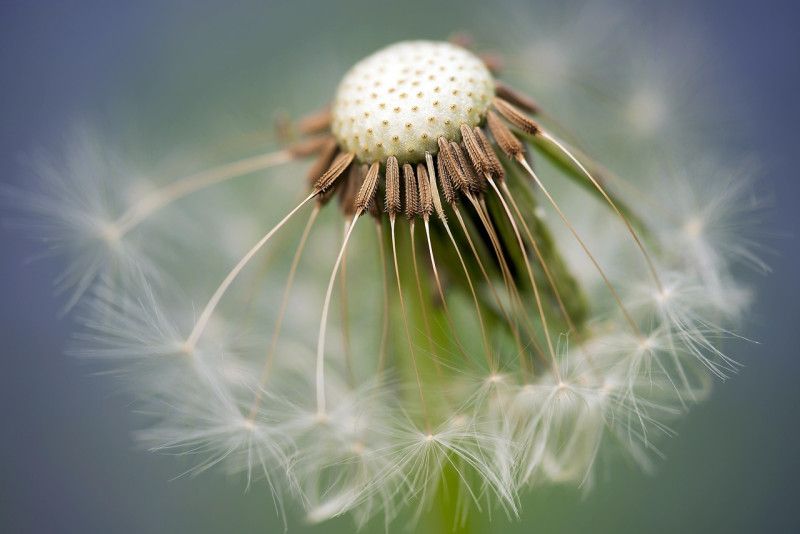 Tuin- en heideweek