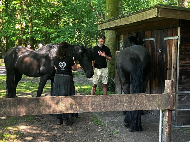 Het Kado van de zwarte paarden