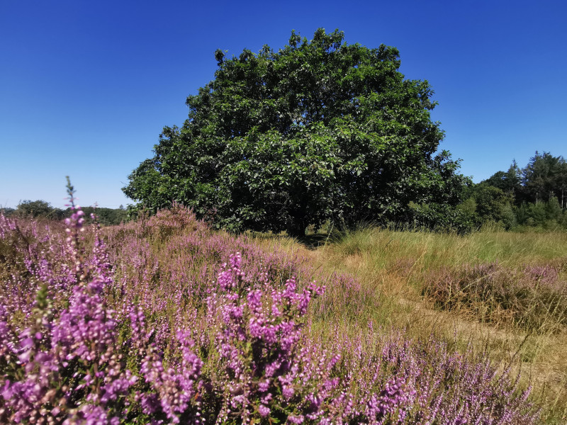 OntMoet wandeling - Zinderende nazomer - Nature, Hiking, Bodywork