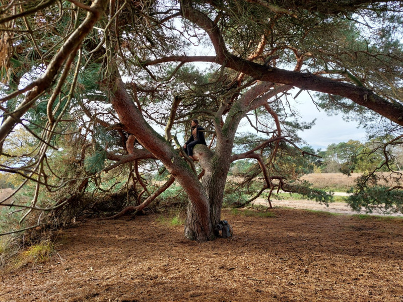 Forest bathing/ Bosbaden/ Shinrin Yoku in Veldhoven