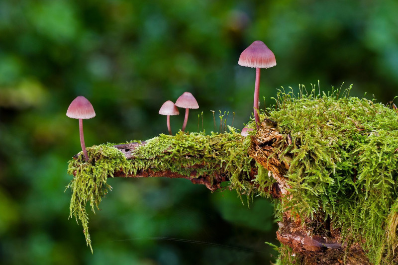 Herfst Bosbad | Shinrin-yoku Landgoed Amelisweerd (Utrecht)