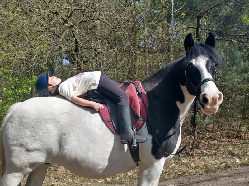 Familieopstelling met paarden