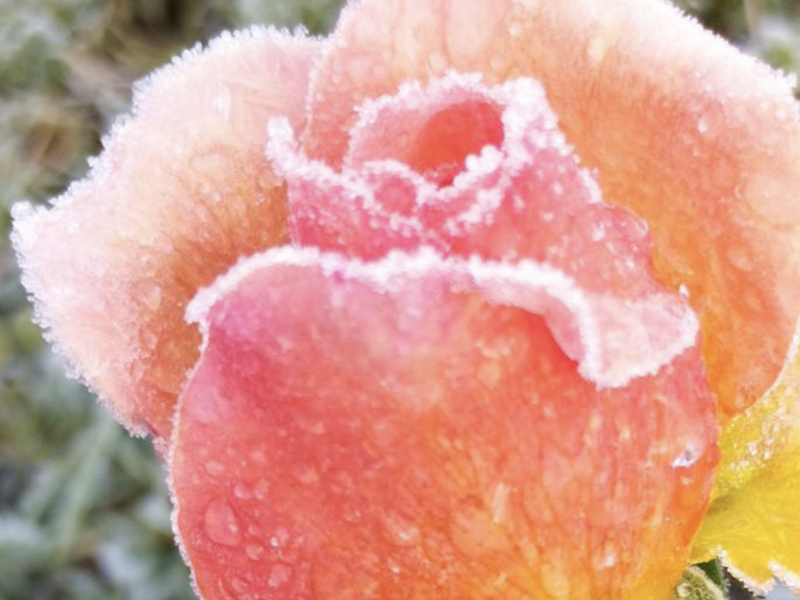 Lente  Mini yoga retreat - Yoga