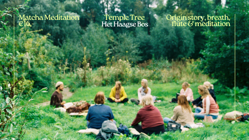 Temple Tree Tea Session: Matcha Meditatie in het Haagse Bos