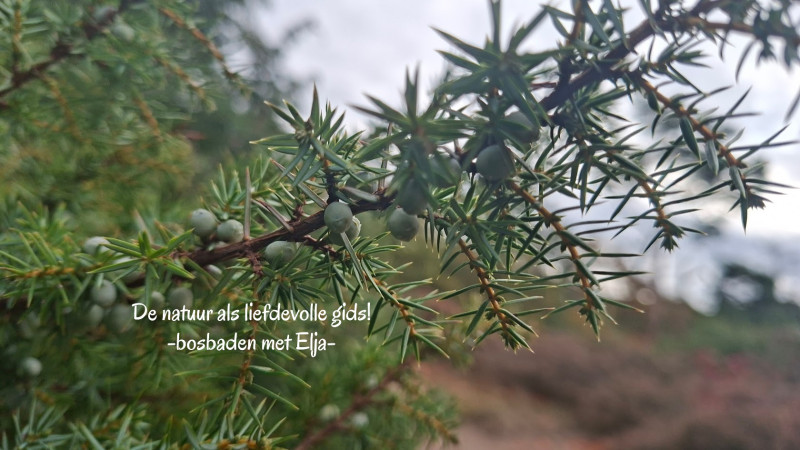Bosbad (shinrin-yoku) Soesterduinen | Kom onthaasten!