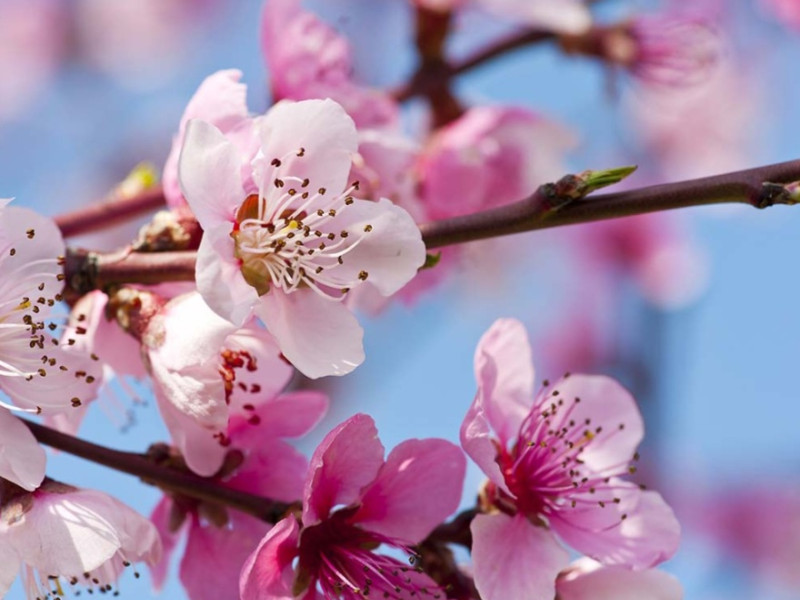 awakening blossoms edition aroma yoga nidra & soundhealing - Yoga