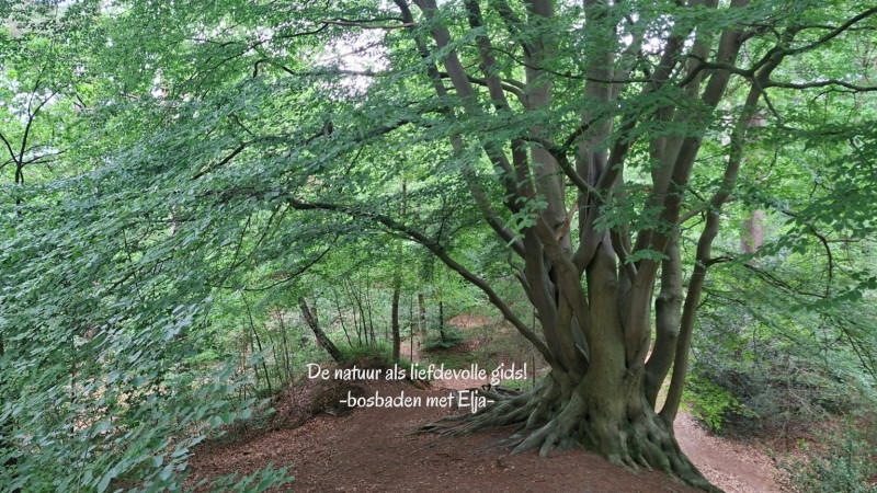 Zomer bosbad (shinrin-yoku) Soesterduinen | Kom onthaasten!