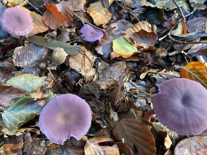 Mindful Yoga herfst wandeling