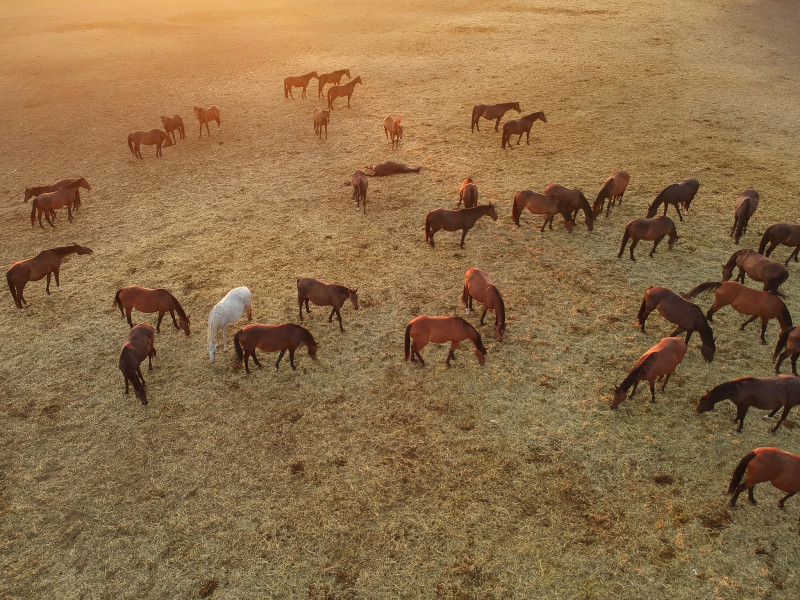Familieopstellingen met representanten en paarden