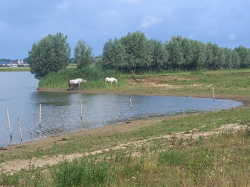 Mediteren met Paarden