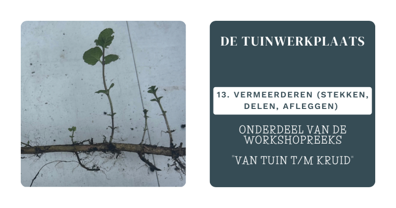 De Tuinwerkplaats: Vermeerderen (13)
