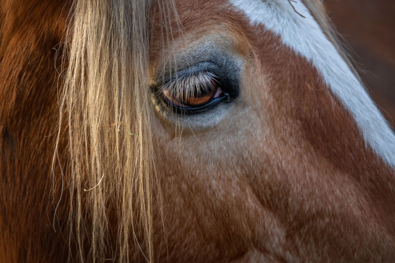Paardencoaching