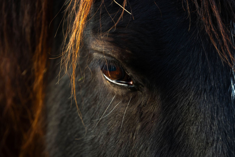 Paardencoaching