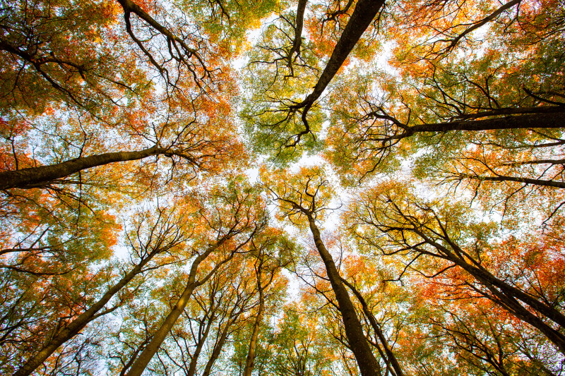 Herfstdans/Autumndance in het Amsterdamse Bos