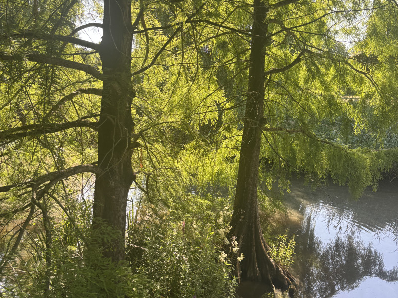 Nazomer Bosbad (Shinrin Yoku) - De Taal van het Bos