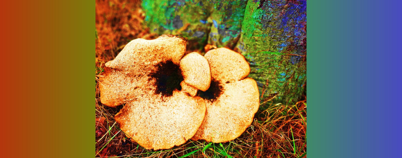 Microdosing & Cacao Art circle - Plantmedicijn, Cacao ceremonie, Creativiteit