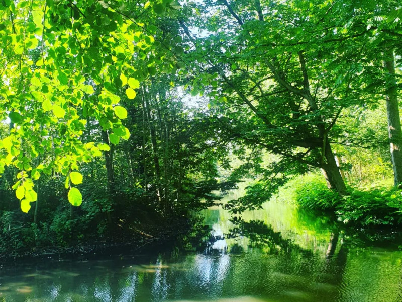 De Kracht van Groen Bosbad | Landgoed Amelisweerd (Utrecht)