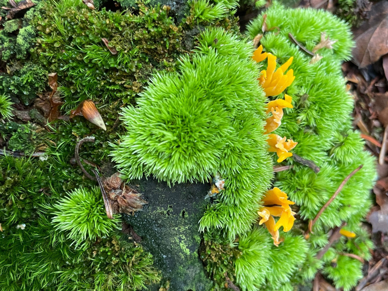Herfst Bosbad