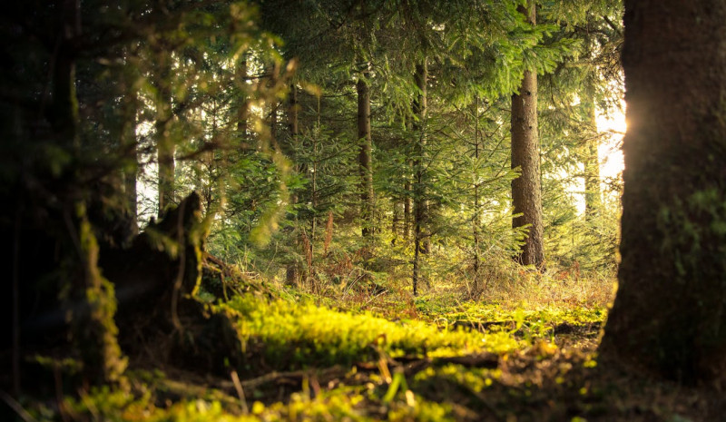 Retreat Belgische Ardennen