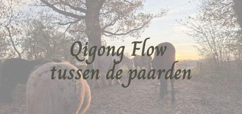 Qi Gong flow tussen de paarden - “bewegen in je natuurlijke ritme” - Paarden, Qi Gong