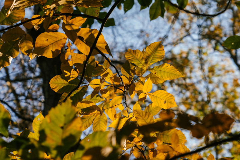 Bosbad | Shinrin-yoku - Kom in verbinding met de natuur - Bosbad - Shinrin Yoku, Meditatie, Mindfulness