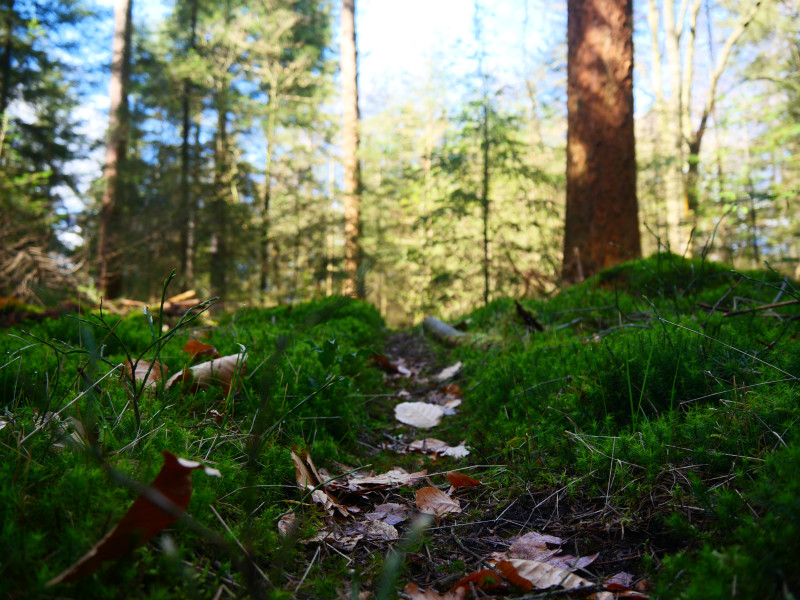 Weekend Herfst Bosbad