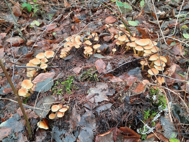 Stilte en zintuigwandeling (omarmen en loslaten)