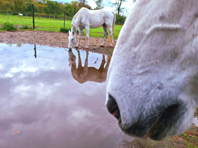 Stem van het Paard