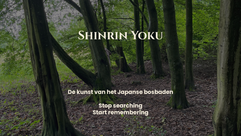 Shinrin Yoku, de kunst van het bosbaden