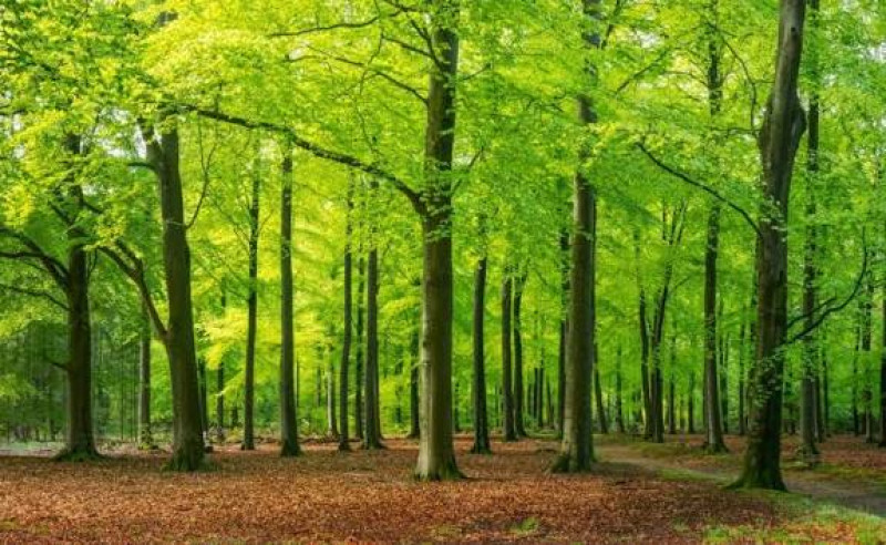 Sunday Sensing Forest Walk to Awaken Your Intuition