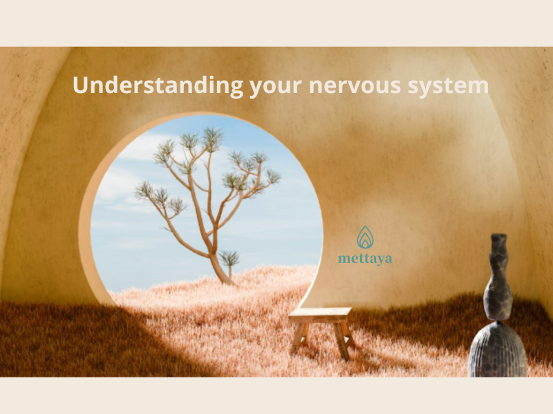 From stress to calm: understanding your nervous system