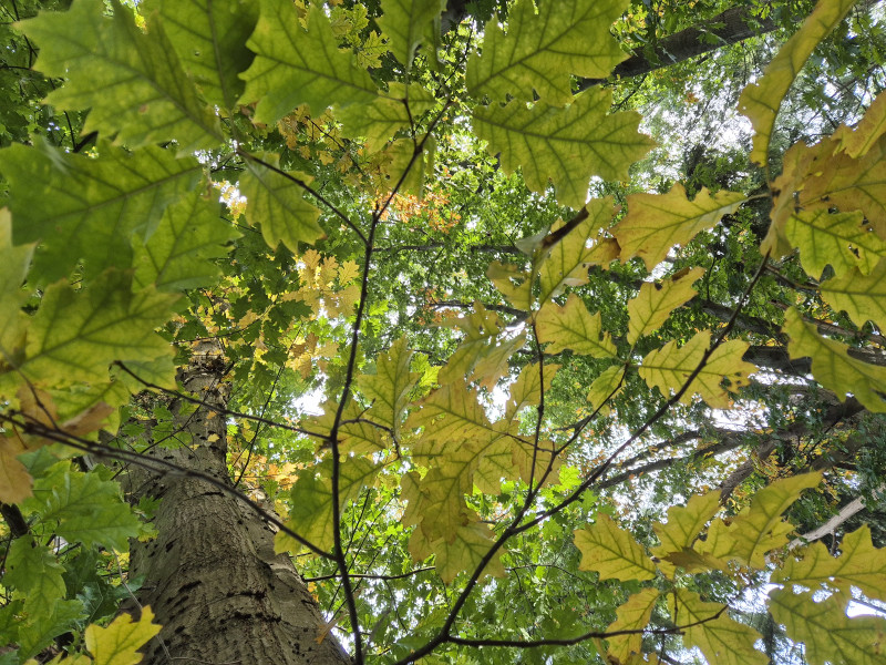OntMoet wandeling - Herfstig ont-moeten 