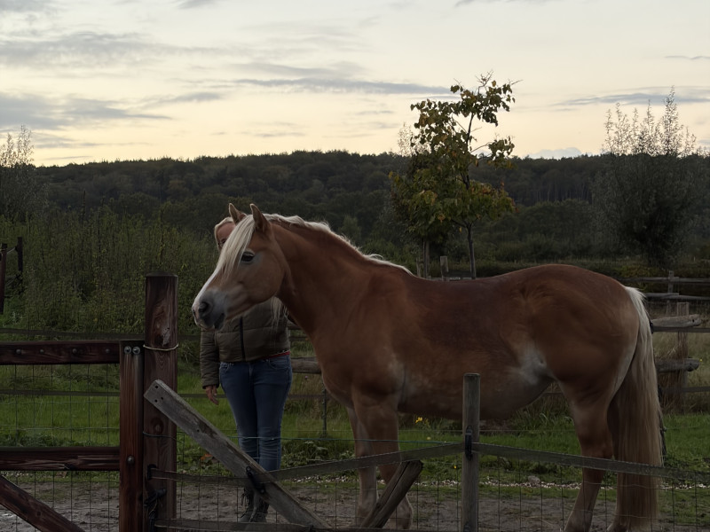 Paardencoaching