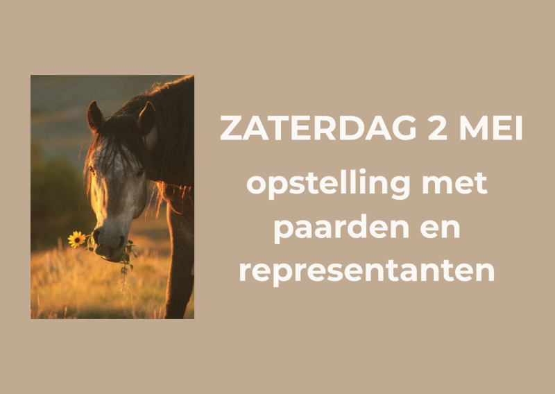 Familieopstelling met representanten en paarden