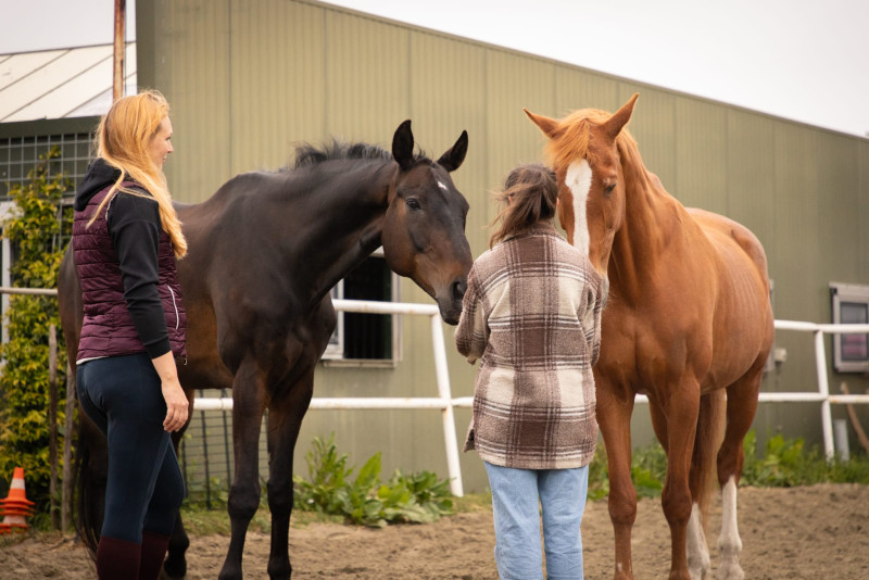 Open ochtend Paardencoaching - Caballos, Sistema familiar, Niño interior