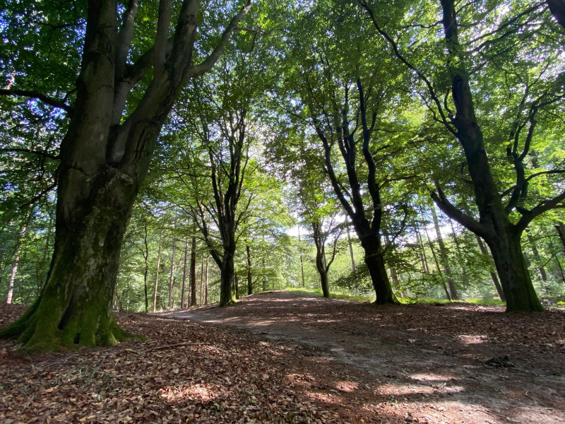 Shinrin-Yoku wandeling