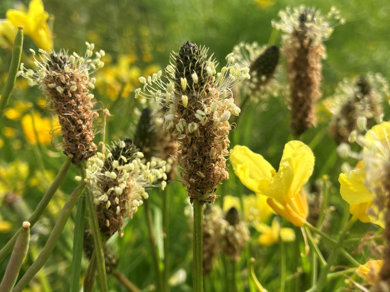 Kruidenworkshop 'De zorgende kracht van WEEGBREE en eetbare bloemen''